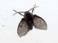 Attēlu rezultāti vaicājumam “Grynocharis oblonga”