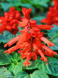 Image result for Salvia splendens