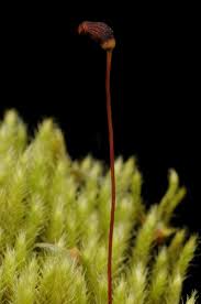 Attēlu rezultāti vaicājumam “Philonotis sporophyte”