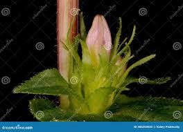 Attēlu rezultāti vaicājumam “Campanula glomerata bud”