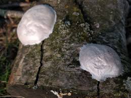 Attēlu rezultāti vaicājumam “Enteridium liceoides spores”