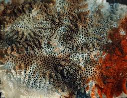 Attēlu rezultāti vaicājumam “Cribraria costata”