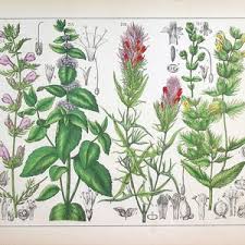 Attēlu rezultāti vaicājumam “Gnaphalium uliginosum leaf”