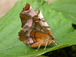 Attēlu rezultāti vaicājumam “Selenia tetralunaria”