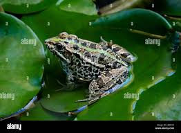 Attēlu rezultāti vaicājumam “Pseudepidalea viridis adult”