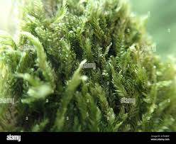 Attēlu rezultāti vaicājumam “Plagiothecium denticulatum”