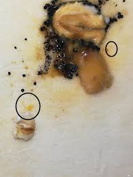 Attēlu rezultāti vaicājumam “Badhamia capsulifera”