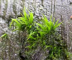 Attēlu rezultāti vaicājumam “Dicranum montanum sporophyte”