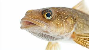 Image result for Gadus macrocephalus