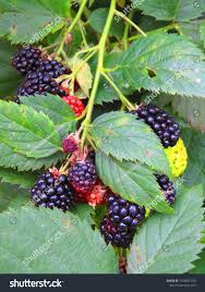 Attēlu rezultāti vaicājumam “Rubus plicatus”