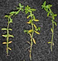 Attēlu rezultāti vaicājumam “Callitriche verna leaf”