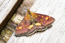 Attēlu rezultāti vaicājumam “Pyrausta aurata”