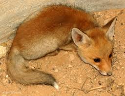 Attēlu rezultāti vaicājumam “Vulpes vulpes  juvenile”