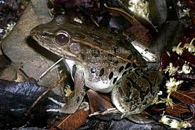 Attēlu rezultāti vaicājumam “Ranidae”