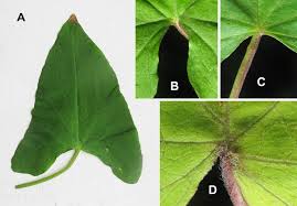 Attēlu rezultāti vaicājumam “Calystegia sepium leaf”