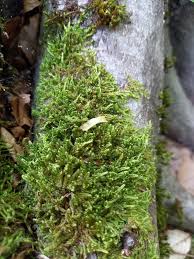 Attēlu rezultāti vaicājumam “Hypnum cupressiforme var. filiforme”