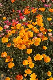 Attēlu rezultāti vaicājumam “Eschscholzia californica”