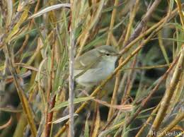 Attēlu rezultāti vaicājumam “Phylloscopus trochiloides”