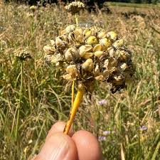 Attēlu rezultāti vaicājumam “Moneses uniflora fruit”
