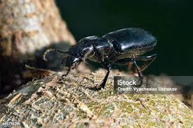 Attēlu rezultāti vaicājumam “Korynetes caeruleus”