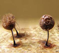 Attēlu rezultāti vaicājumam “Collaria rubens”