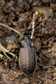 Attēlu rezultāti vaicājumam “Carabus granulatus”