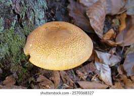 Attēlu rezultāti vaicājumam “Tricholomopsis decora”