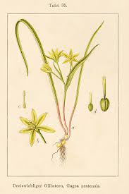 Attēlu rezultāti vaicājumam “Gagea pratensis”