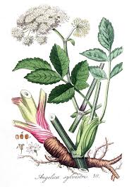 Attēlu rezultāti vaicājumam “Angelica sylvestris fruit”