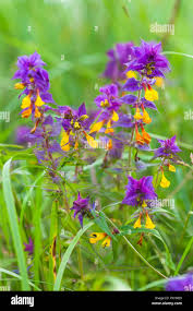 Attēlu rezultāti vaicājumam “Melampyrum nemorosum”