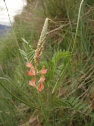 Attēlu rezultāti vaicājumam “Onobrychis arenaria fruit”