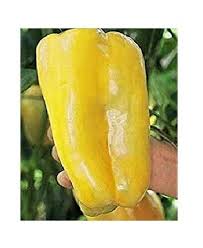 Afbeeldingsresultaat voor giant 3 sweet pepper