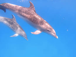 Image result for Tursiops truncatus