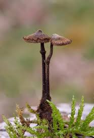 Attēlu rezultāti vaicājumam “Auriscalpium vulgare”