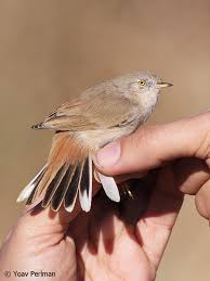 Image result for Sylvia nana