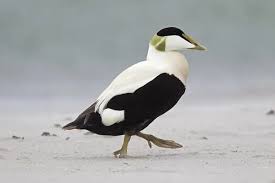 Attēlu rezultāti vaicājumam “Somateria mollissima male”