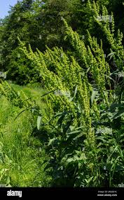 Attēlu rezultāti vaicājumam “Rumex confertus”