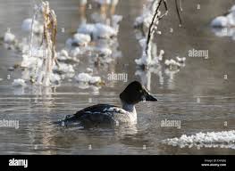 Attēlu rezultāti vaicājumam “Bucephala clangula male”