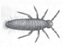 Attēlu rezultāti vaicājumam “Ptenothrix sp.”