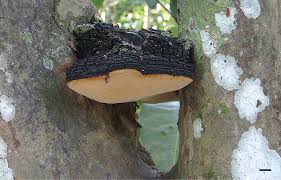 Attēlu rezultāti vaicājumam “Phellinus laevigatus”