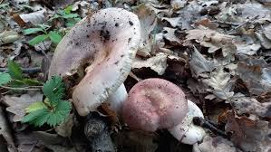 Attēlu rezultāti vaicājumam “Russula vesca”