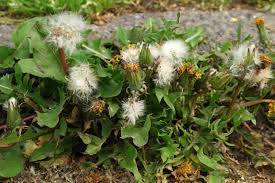 Attēlu rezultāti vaicājumam “Taraxacum suecicum”
