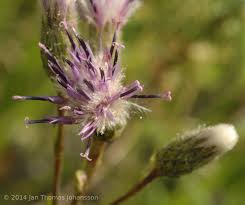 Attēlu rezultāti vaicājumam “Saussurea esthonica flower”