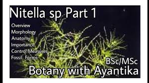 Attēlu rezultāti vaicājumam “Nitella sp.”