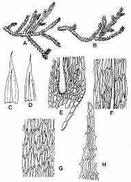 Attēlu rezultāti vaicājumam “Homalothecium sericeum”