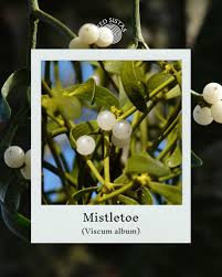 Attēlu rezultāti vaicājumam “Viscum album female flower”