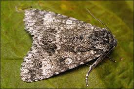 Attēlu rezultāti vaicājumam “Acronicta megacephala”