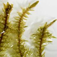 Attēlu rezultāti vaicājumam “Calliergon cordifolium”