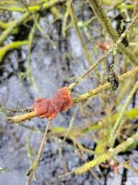 Attēlu rezultāti vaicājumam “Hypocreopsis lichenoides”