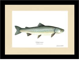 Image result for Salvelinus malma